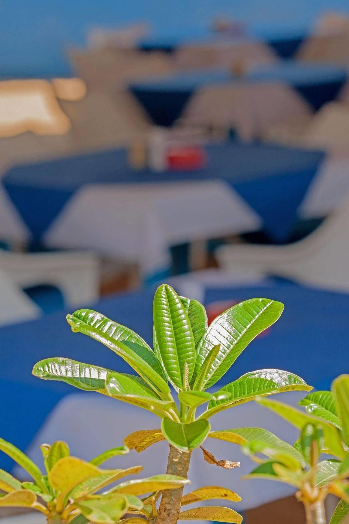 Cuba Agonda Bed & Breakfast Exterior photo